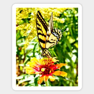 Yellow Butterfly Sticker